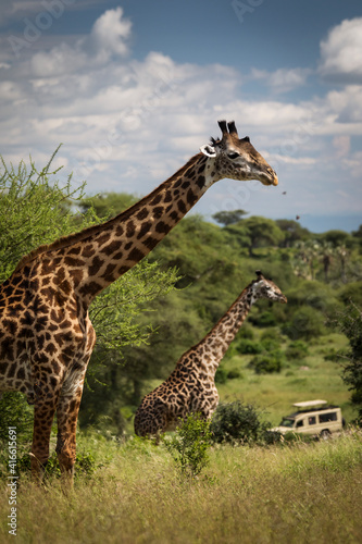 Beatiful girrafe during safari in Tarangire National Park, Tanzania.. © danmir12
