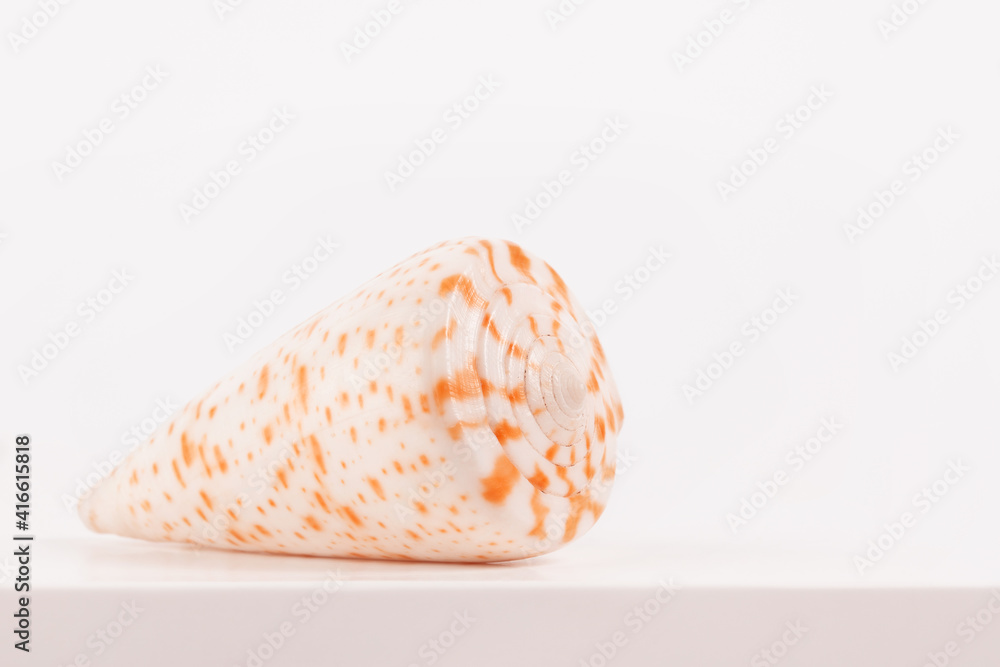 sea spiral shell on a light background, place for text, one of the series