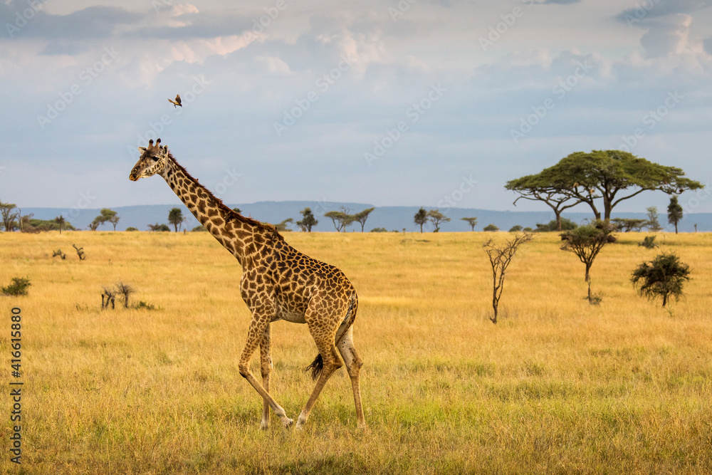 Obraz premium Giraffe with trees in background during sunset safari in Serengeti National Park, Tanzania. Wild nature of Africa..