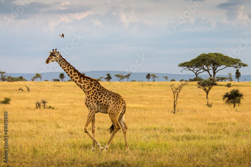 Giraffe with trees in background during sunset safari in Serengeti National Park  Tanzania. Wild nature of Africa..