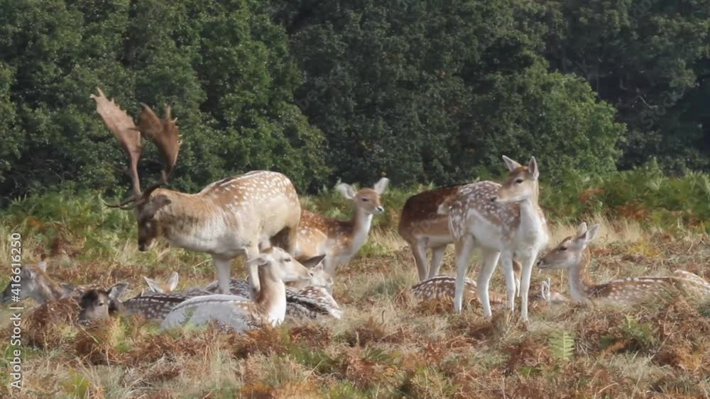 A Fallow Deer buck, Dama dama, checking over his hinds during rutting season. A Fallow Deer buck, Dama dama, checking over his hinds during rutting season.