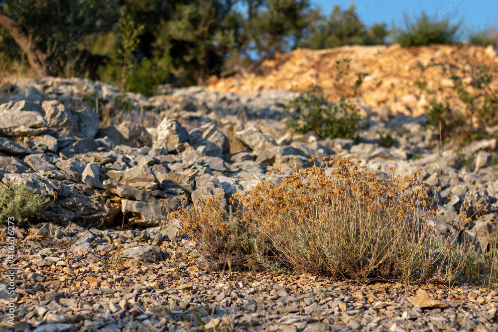 herbs on rocks