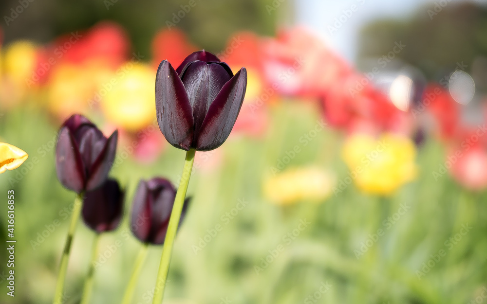 Fototapeta premium flowers