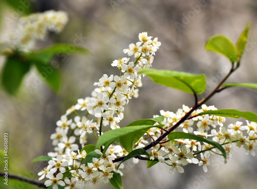 In spring  bird-cherry tree  Prunus padus  blooms in nature