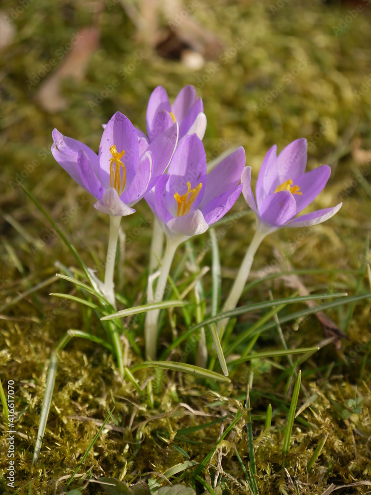 Krokus Krokus