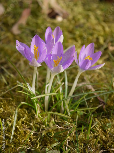 Krokus