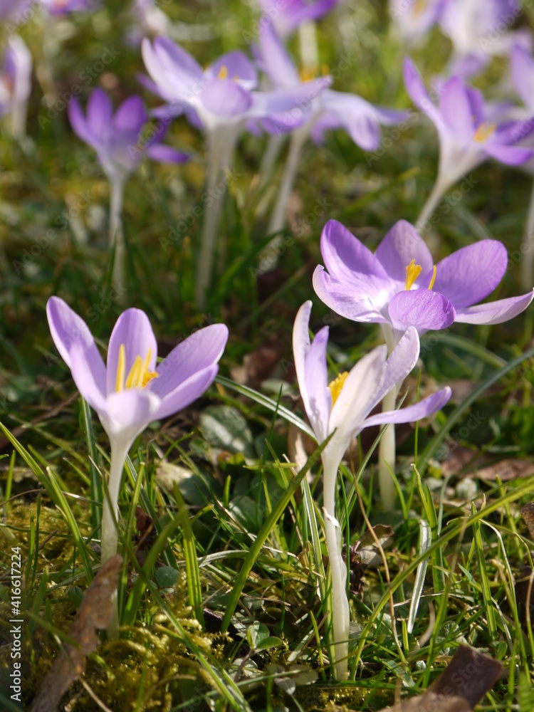 Krokus Krokus