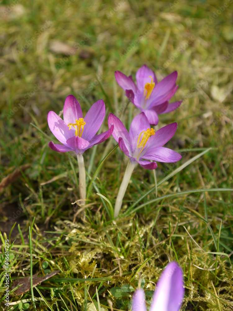 Krokus Krokus