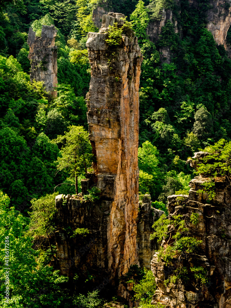Fototapeta premium Forest and mountains