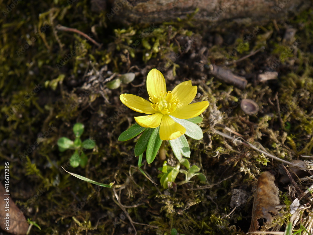 Fototapeta premium Butterblume