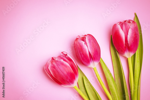 three purple tulips on a pink background with copy space