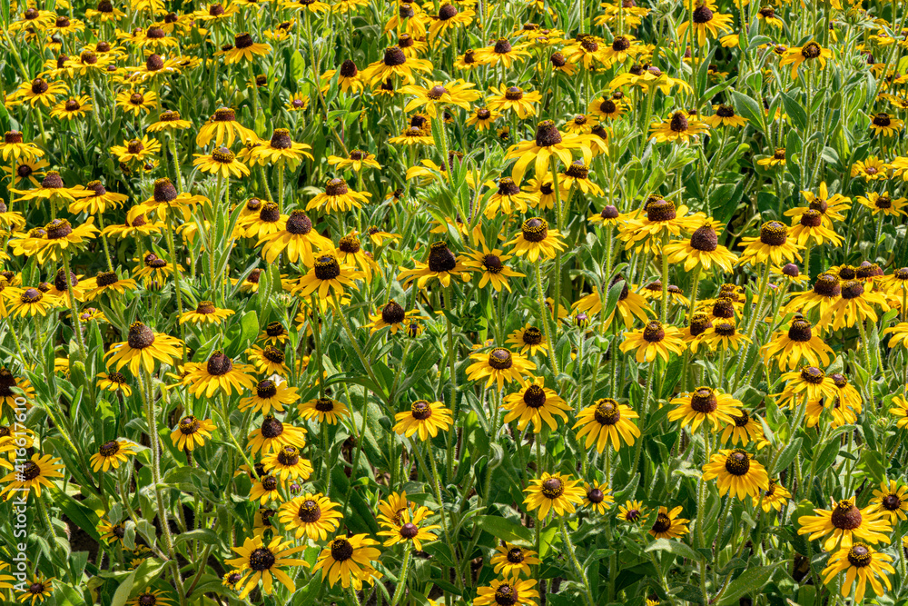 Fototapeta premium A closeup of a field of Black Eyed susan flowers near Silverton, Oregon