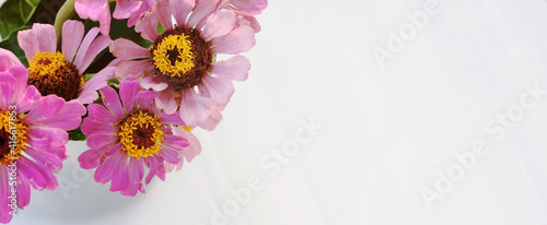 Purple zinnia flowers from top view in vase on white background.