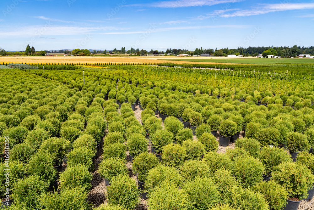 A landscape plant nursery near Salem Oregon