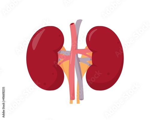 Human kidneys anatomy on white background.
