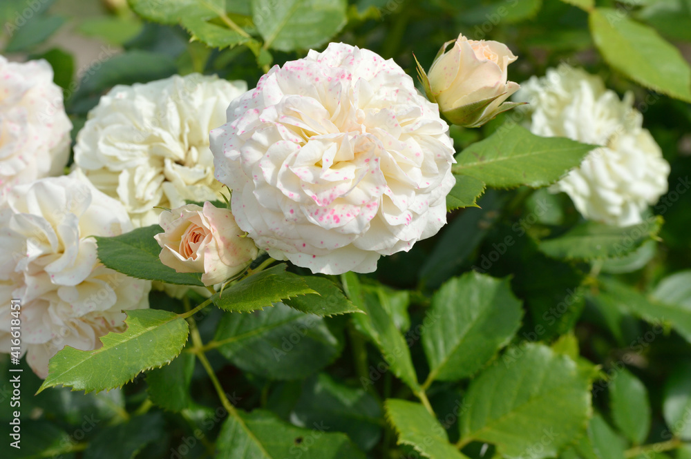 Fototapeta premium Rose, flower roses in roses garden