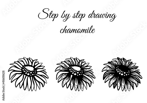 How to draw chamomile step by step vector illustration. Drawing tutorial
