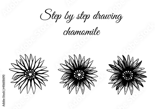 How to draw chamomile step by step vector illustration. Drawing tutorial