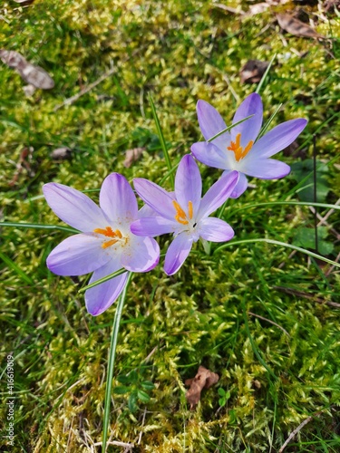 Crocus tommassini