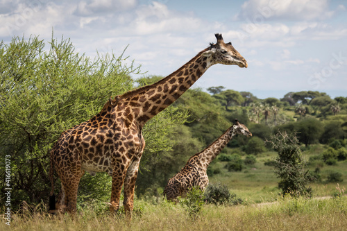 Beatiful girrafe during safari in Tarangire National Park  Tanzania..