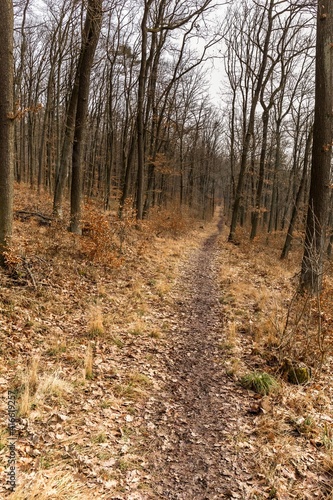 Forest paths lined with oak trees in Czech Republic. Cloudy day in the woods. Muddy trail.