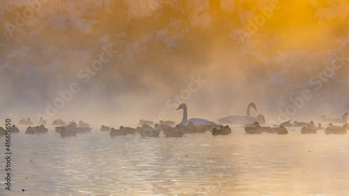 Fototapeta Naklejka Na Ścianę i Meble -  Swans in misty morning