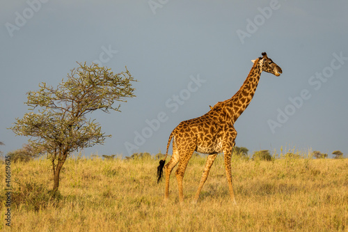 Giraffe with trees in background during sunset safari in Serengeti National Park, Tanzania. Wild nature of Africa..