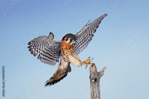 Male American Kestrel.