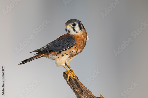 Принти на полотні Male American Kestrel.