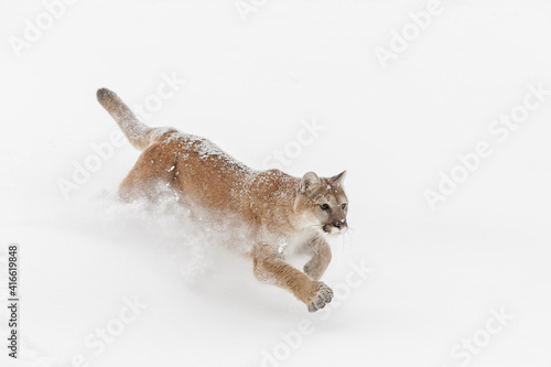 Mountain lion or cougar running down hillside of snow.
