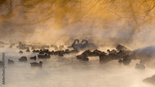 Swans in misty morning