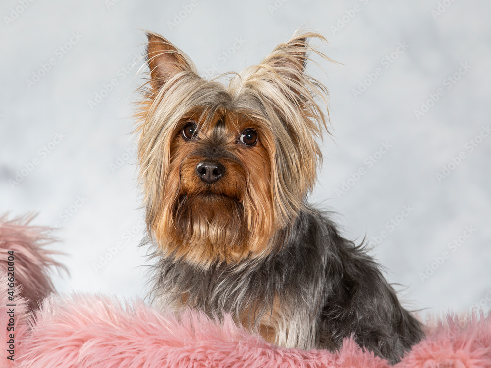 Australian silk terrier dog portrait. Image taken in a studio. Australian silk terrier dog portrait. Image taken in a studio.