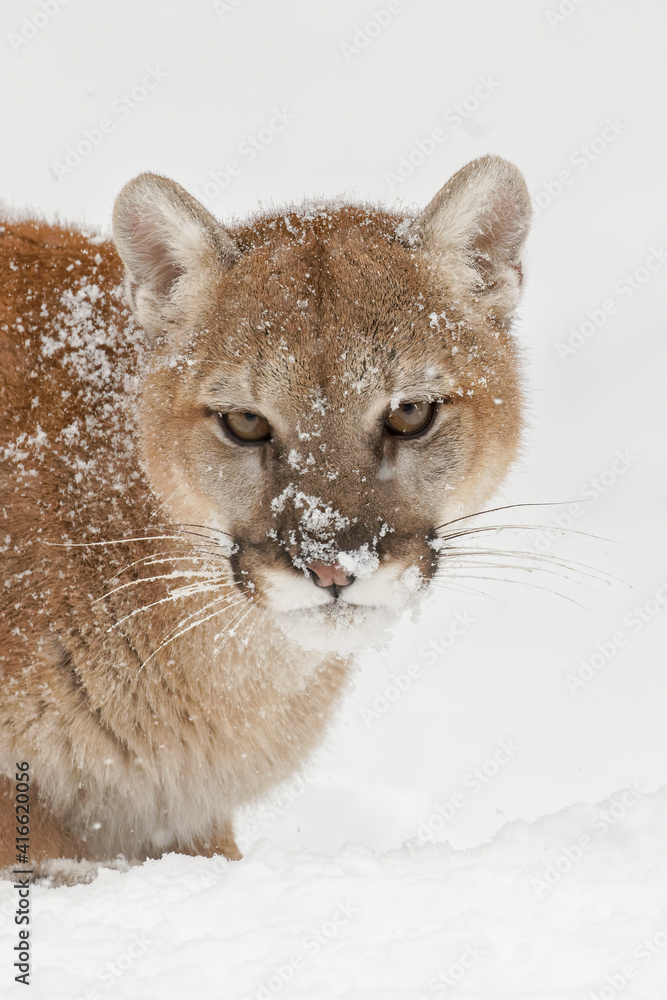 Naklejka premium Mountain lion or cougar.