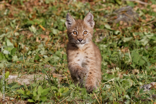 Juvenile Canada Lynx. © Danita Delimont