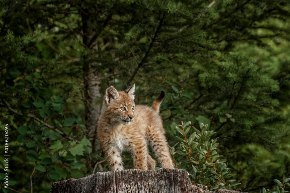 Fototapeta premium Juvenile Canada Lynx.