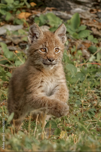 Juvenile Canada Lynx. © Danita Delimont