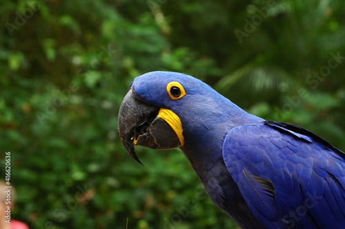blue and yellow macaw © Sebastin