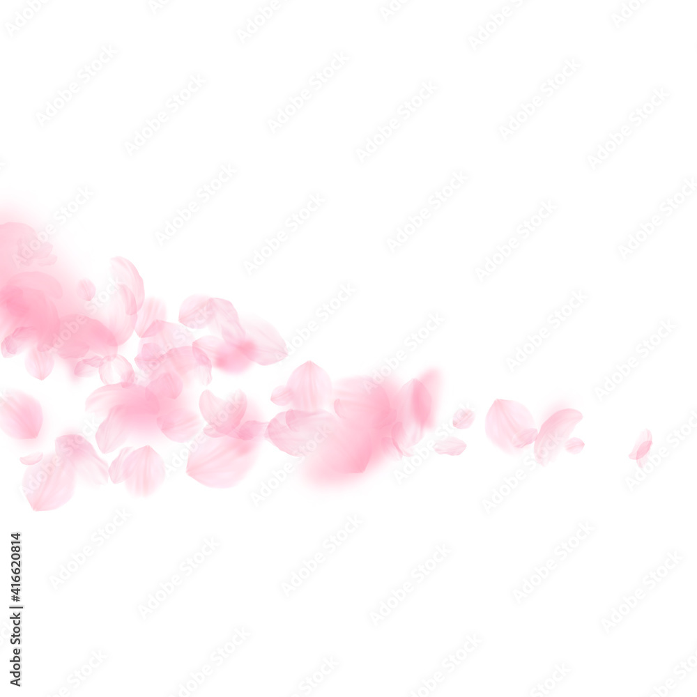 Sakura petals falling down. Romantic pink flowers comet. Flying petals on white square background. L