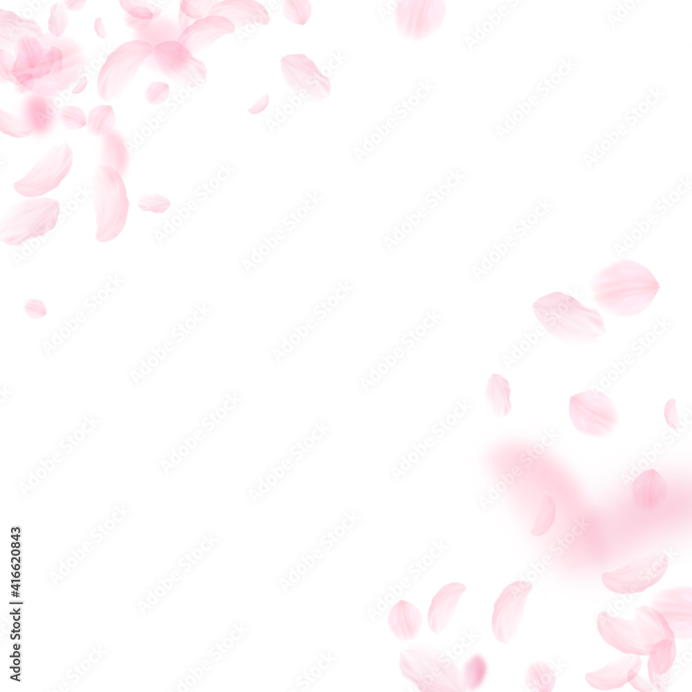 Sakura petals falling down. Romantic pink flowers corner. Flying petals on white square background. Sakura petals falling down. Romantic pink flowers corner. Flying petals on white square background.