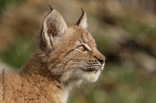 Juvenile Canada Lynx.