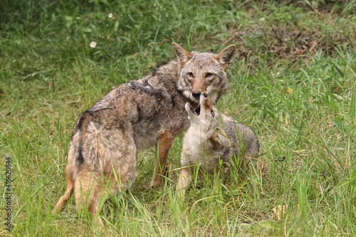 Fotografia Adult female coyote with juvenile.