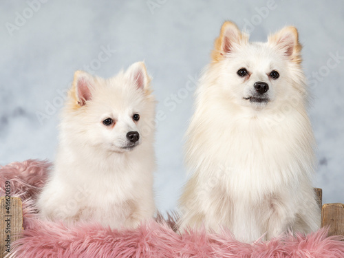 Mittelspitz dog portrait. Image taken in a studio.