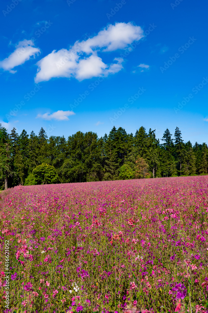 A field of Elegant Clarkia flowers near Silverton, Oregon