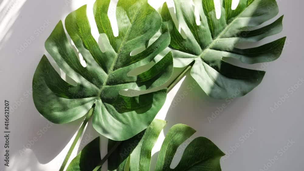 monstera tropical leaf rotates against a white background with sunny shadows. Stop motion video. Rotten decorative plants. 4K monstera tropical leaf rotates against a white background with sunny shadows. Stop motion video. Rotten decorative plants. 4K