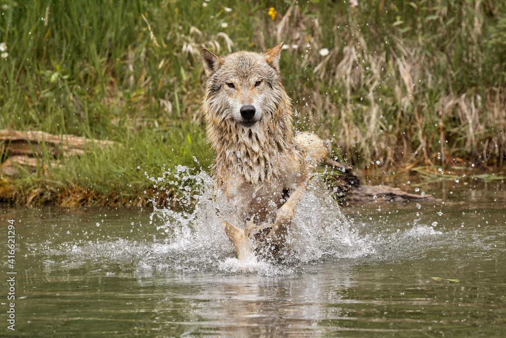 Timber Wolf running through small stream.