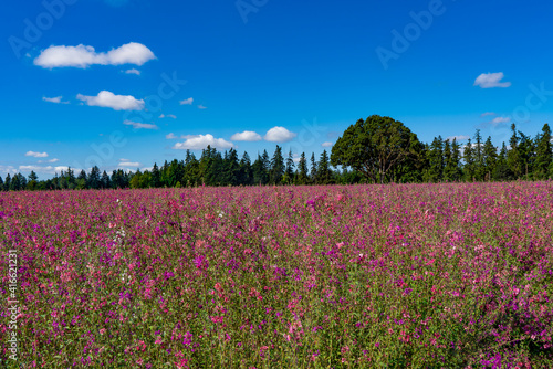 A field of Elegant Clarkia flowers near Silverton  Oregon