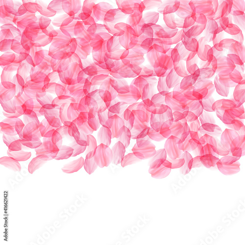 Sakura petals falling down. Romantic pink silky big flowers. Thick flying cherry petals. Top gradien