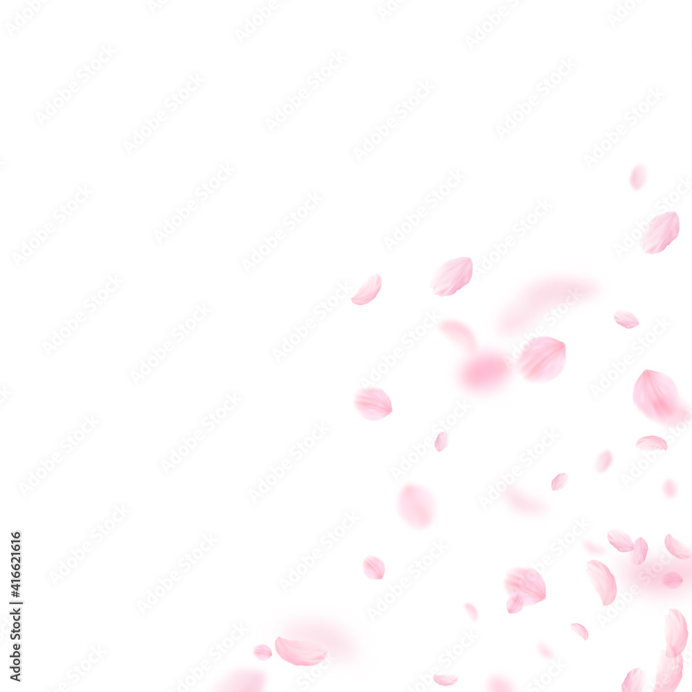 Sakura petals falling down. Romantic pink flowers corner. Flying petals on white square background.