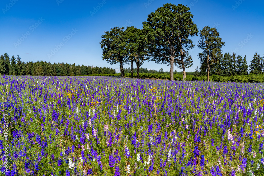 Φωτογραφία A field of Candle Larkspur, or alpine delphinium, flowers near Silverton, Oregon