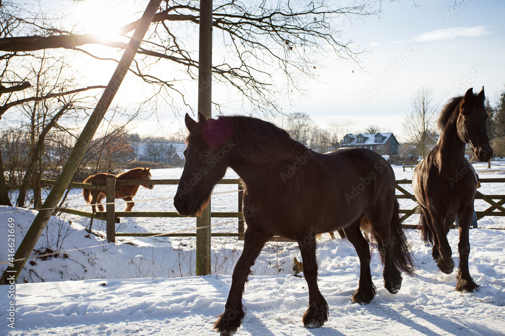 Zwei Friesen Pferde und Pony's laufen zum Austritt auf dem Feld in den Schnee Zwei Friesen Pferde und Pony's laufen zum Austritt auf dem Feld in den Schnee